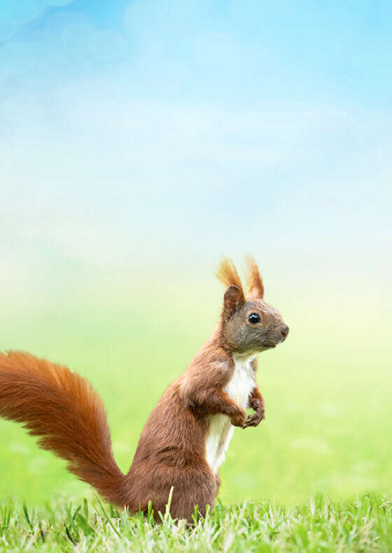 tierliebe wildtiere banner